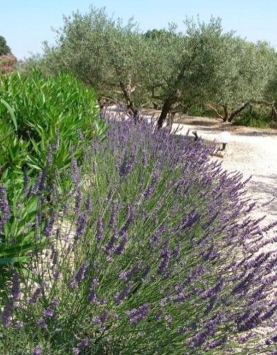 Un Gite En Provence - Les Jardins De Fontanille Saint-Remy-de-Provence Exterior photo